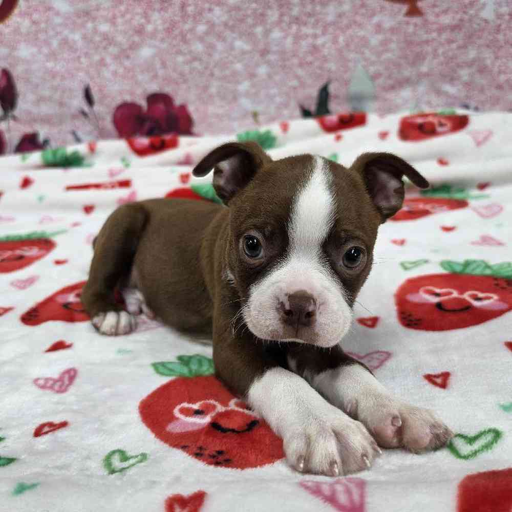 Male Boston Terrier Puppy for Sale in Virginia Beach, VA