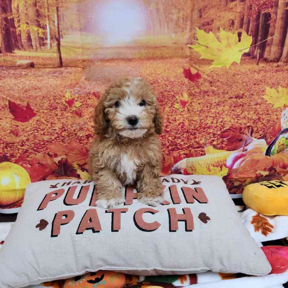 Female Cockapoo Puppy for Sale in Virginia Beach, VA