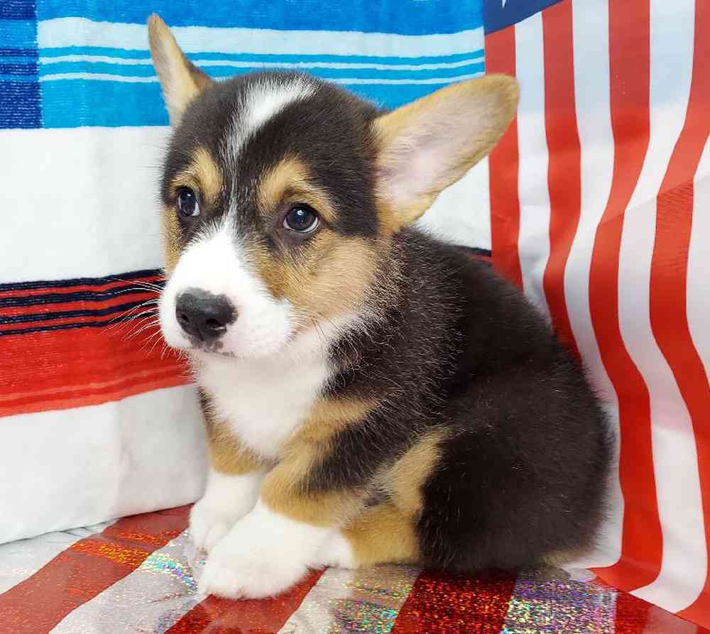 Male Pembroke Welsh Corgi Puppy for sale