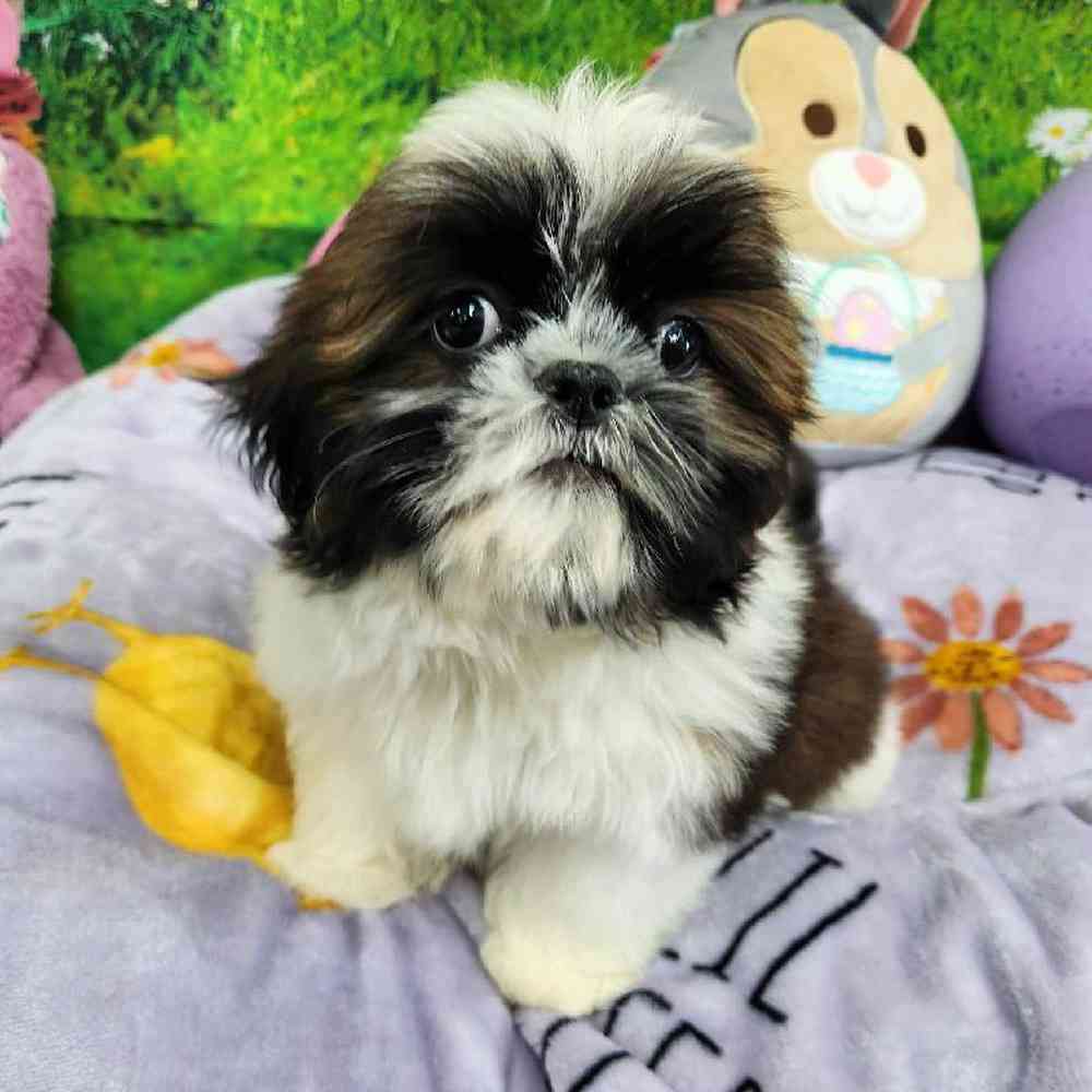 Male Shih Tzu Puppy for Sale in Virginia Beach, VA