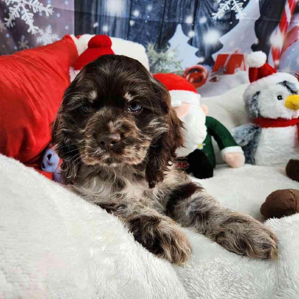 Male Cocker Spaniel Puppy for Sale in Virginia Beach, VA