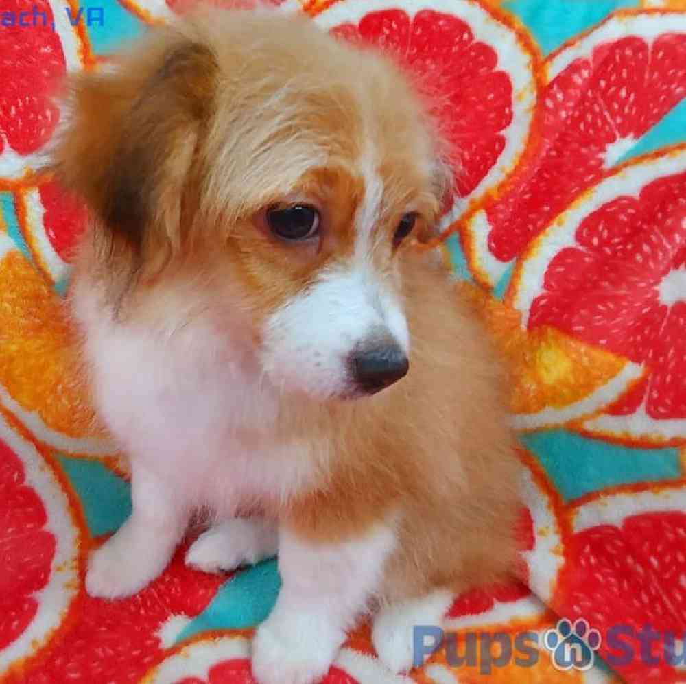 Male Toy Aussiedoodle Puppy for sale