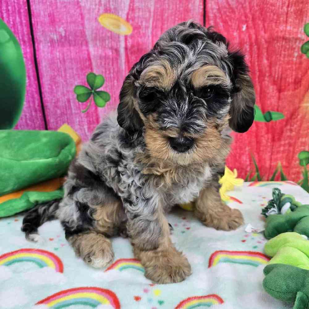 Male Mini Bernadoodle Puppy for Sale in Virginia Beach, VA