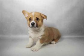 Pembroke Welsh Corgi