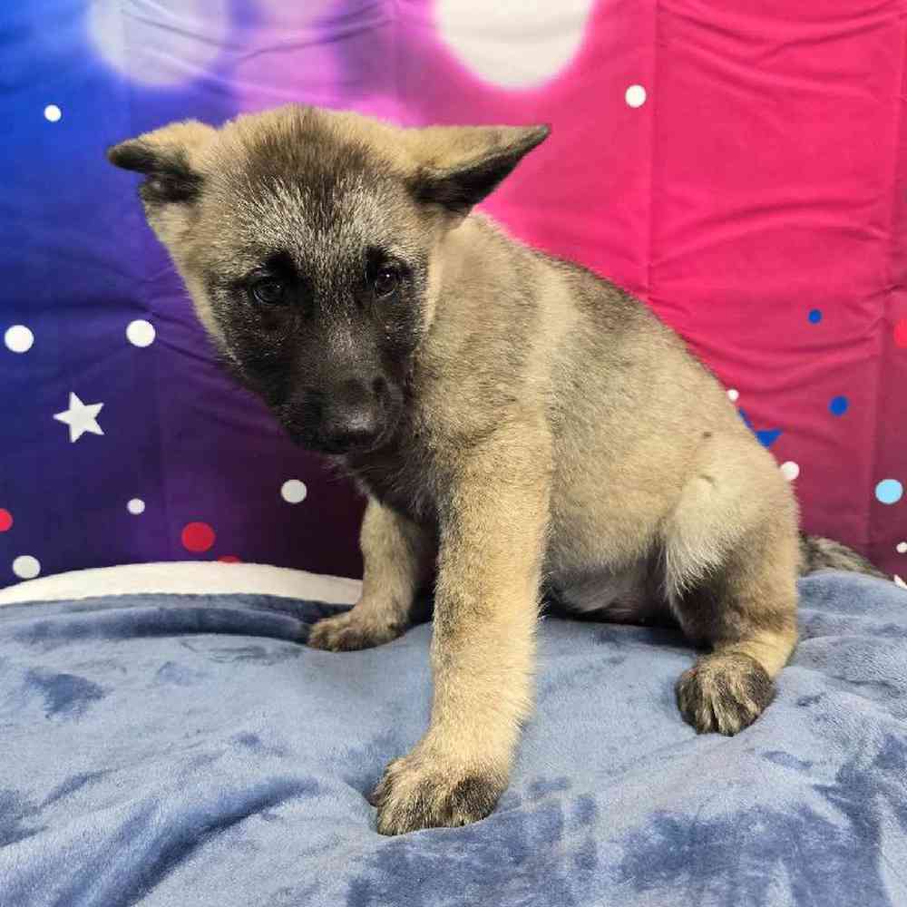 Male Norwegian Elkhound Puppy for Sale in Virginia Beach, VA