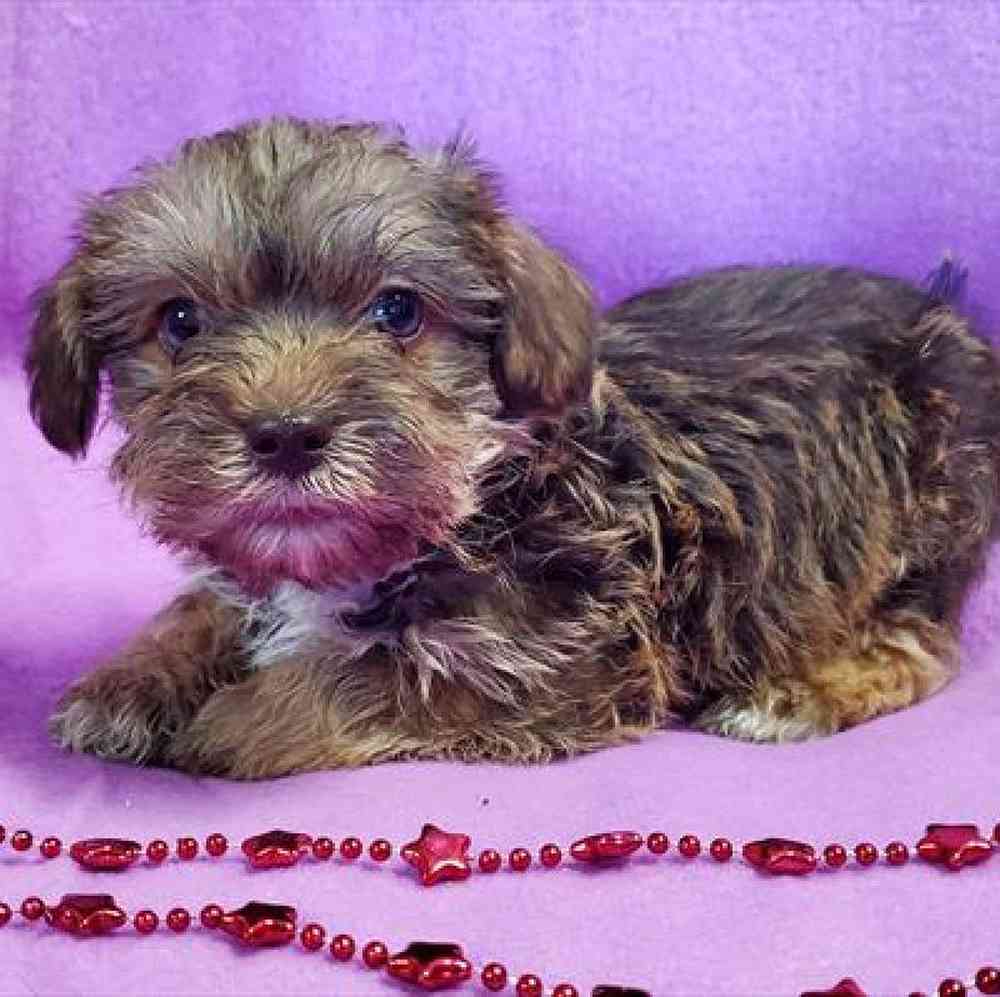 Male Shih Tzu/ Mini Schnauzer Puppy for sale