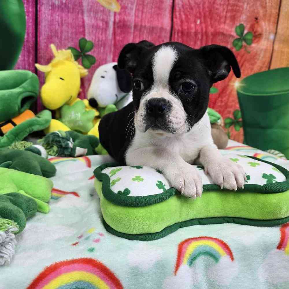 Male Boston Terrier Puppy for Sale in Virginia Beach, VA