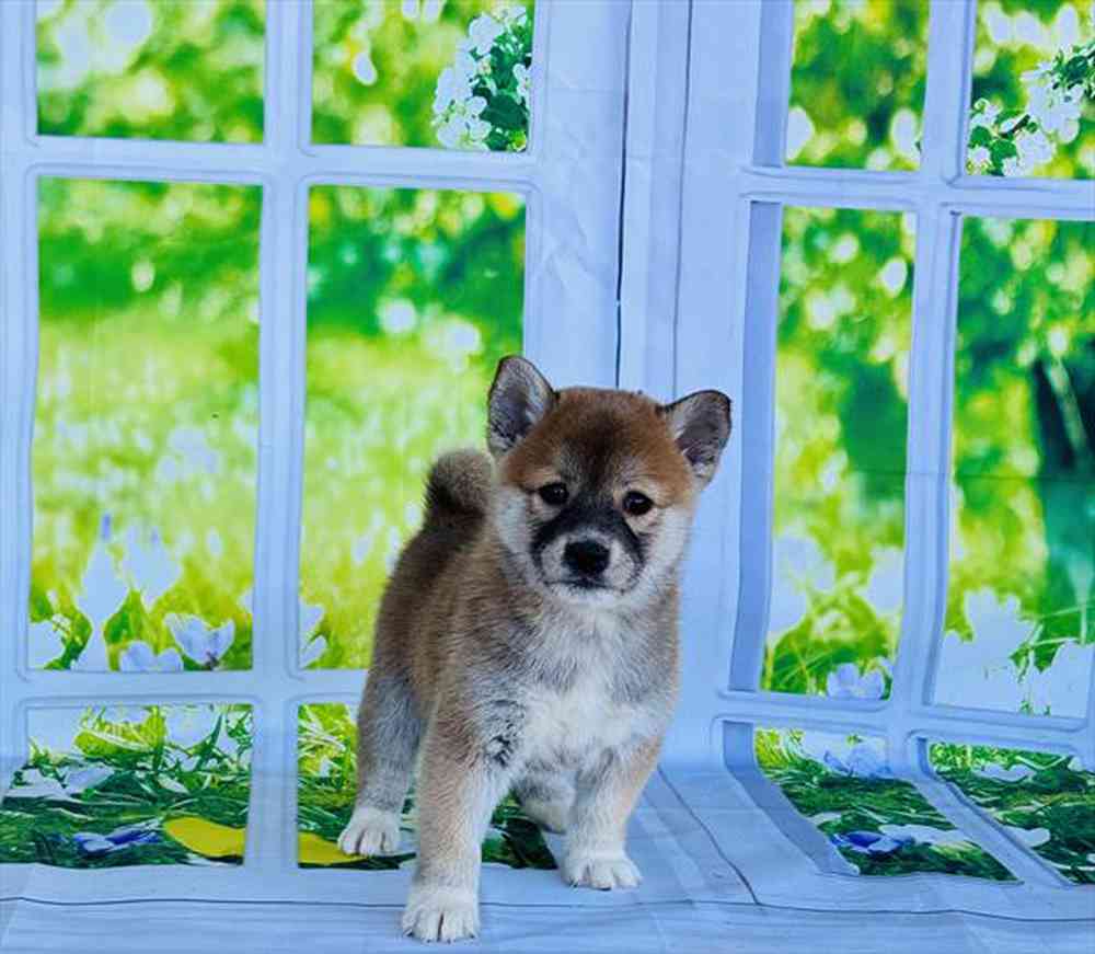 Image of a pet breed in the gallery
