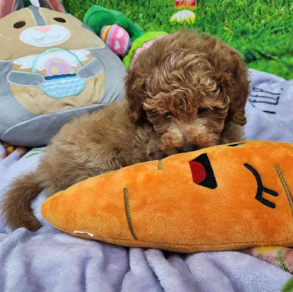Male Mini Woodle Puppy for Sale in Virginia Beach, VA