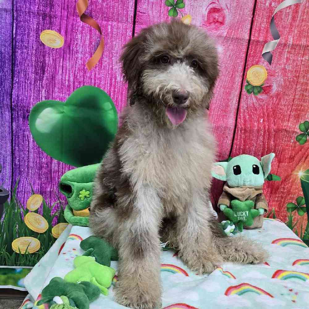 Female Standard Poodle Puppy for Sale in Virginia Beach, VA