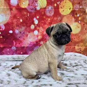 Pug
