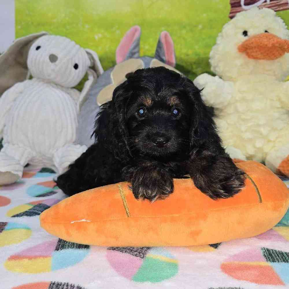 Female Cockapoo Puppy for Sale in Virginia Beach, VA