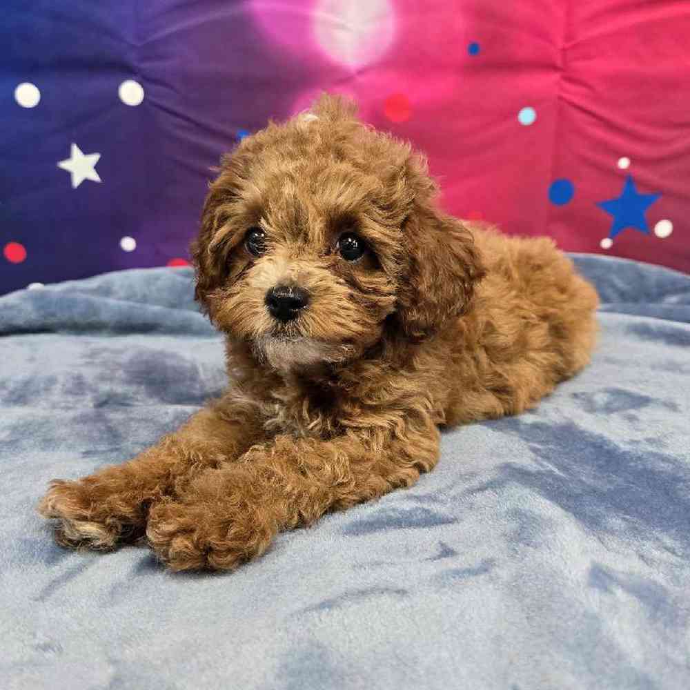 Female Cavapoo Puppy for Sale in Virginia Beach, VA