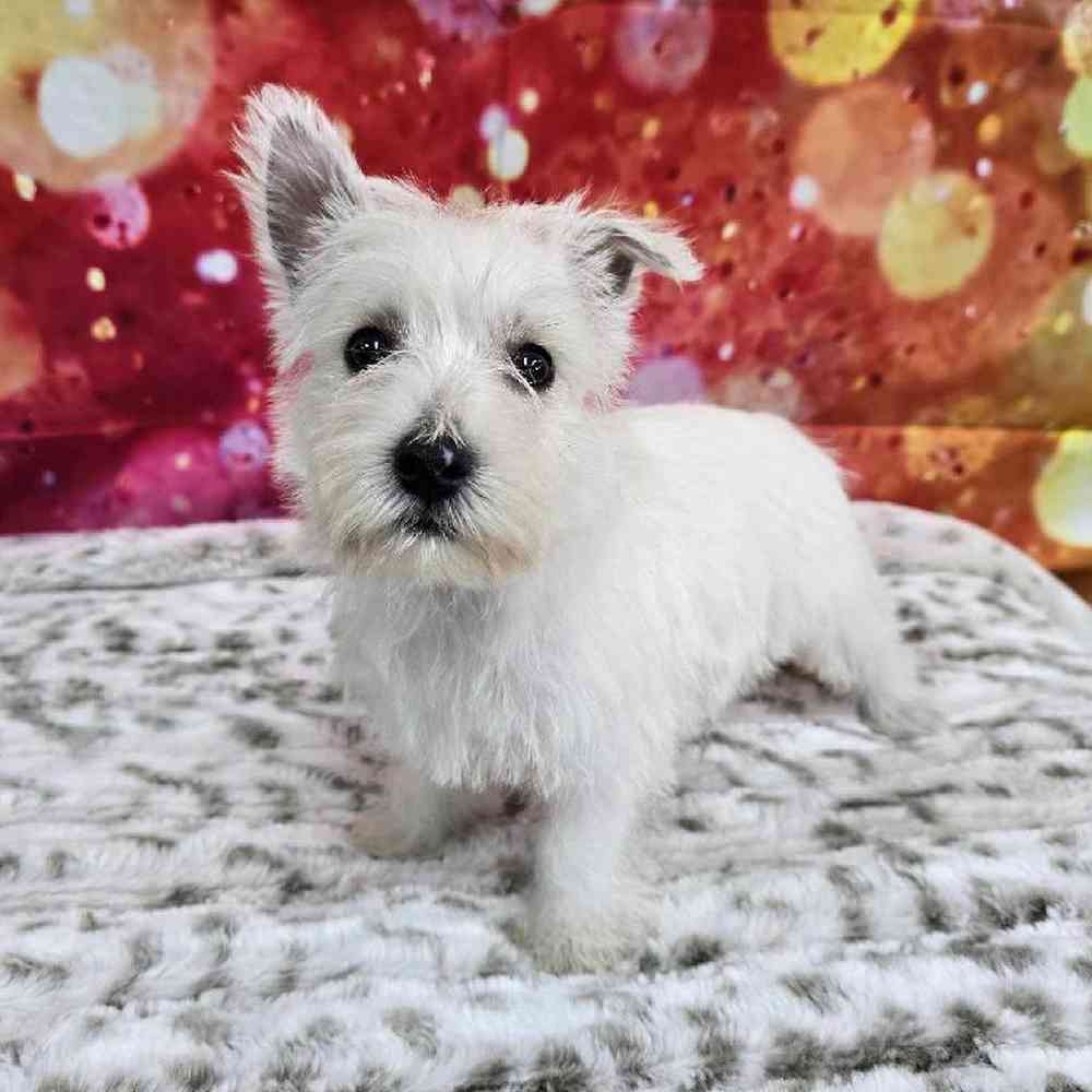 Female West Highland White Terrier Puppy for Sale in Virginia Beach, VA