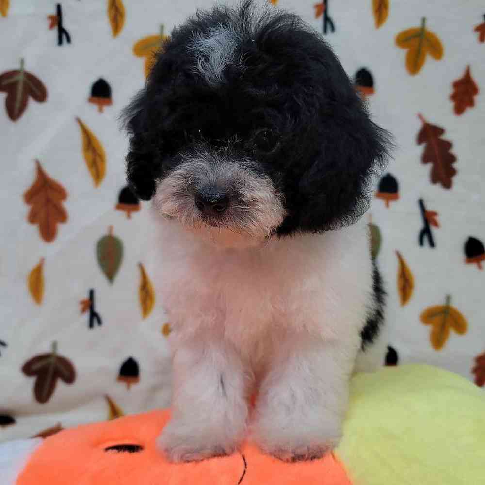 Male Teddypoo Puppy for sale