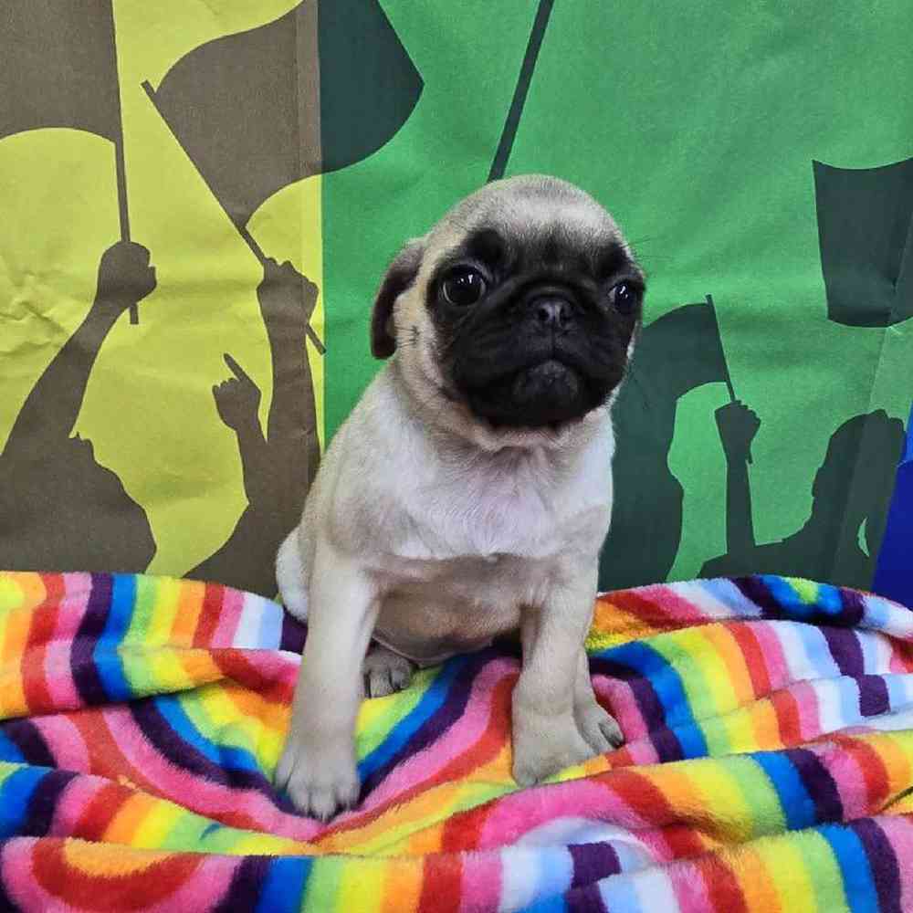 Female Pug Puppy for Sale in Virginia Beach, VA
