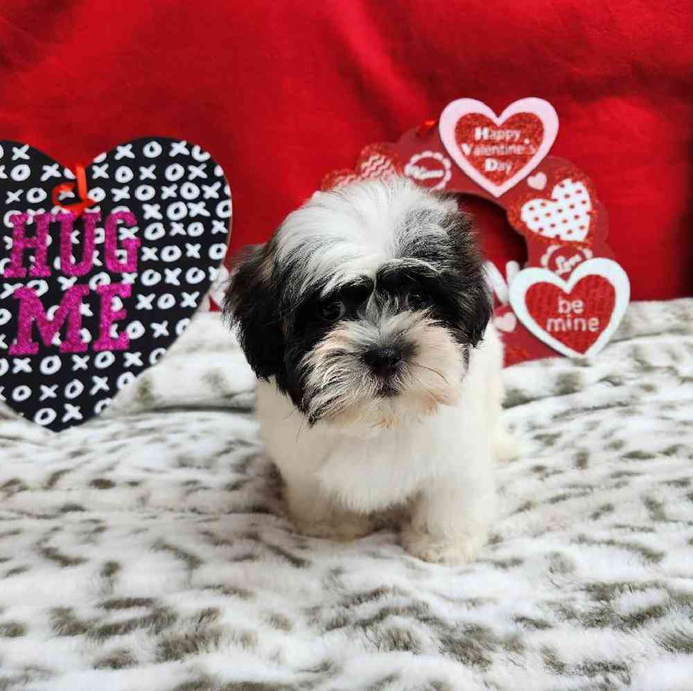 Male Shih Tzu Puppy for Sale in Virginia Beach, VA
