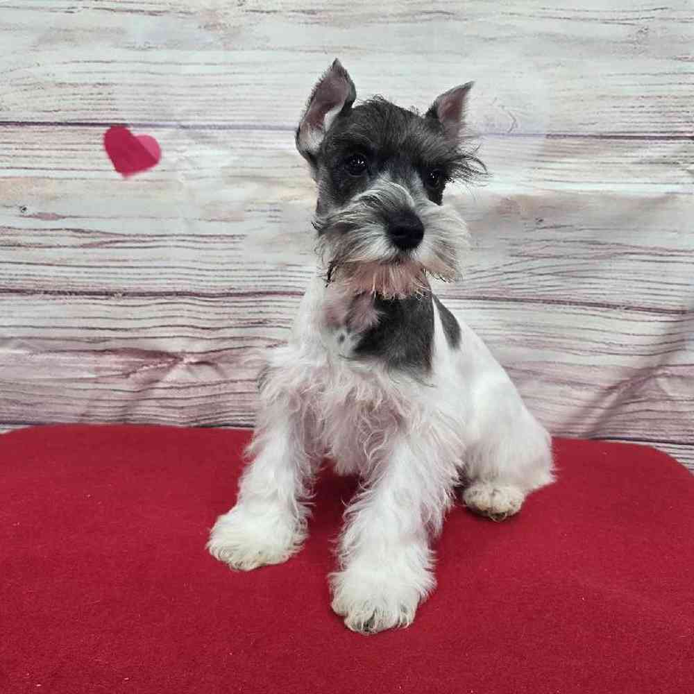 Male Mini Schnauzer Puppy for Sale in Virginia Beach, VA