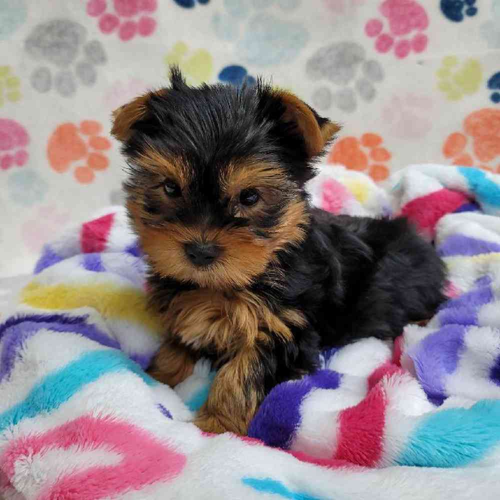 Male Yorkie Puppy for Sale in Virginia Beach, VA