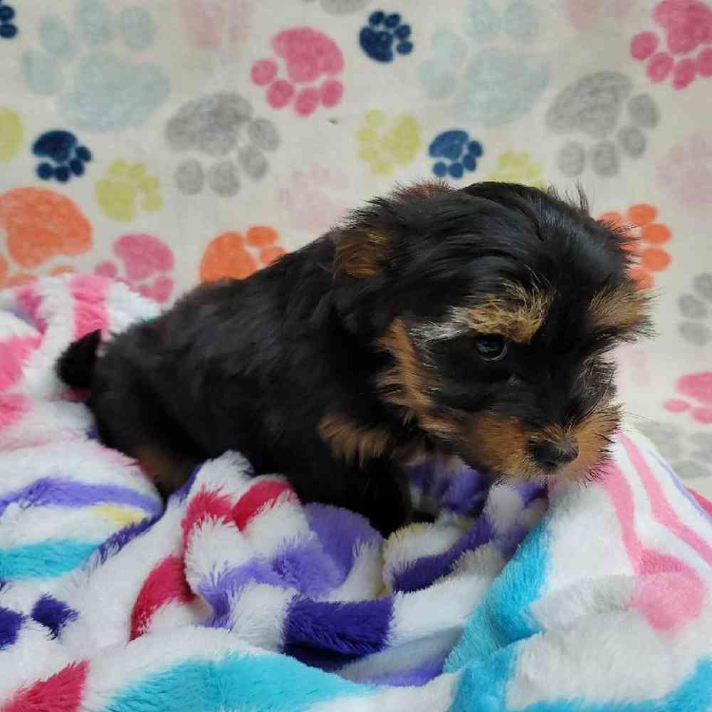 Female Morkie Puppy for Sale in Virginia Beach, VA