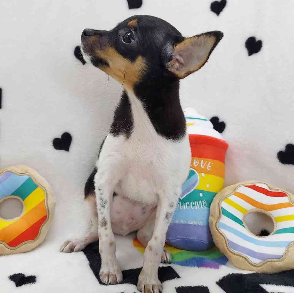 Male Rat Terrier Puppy for sale
