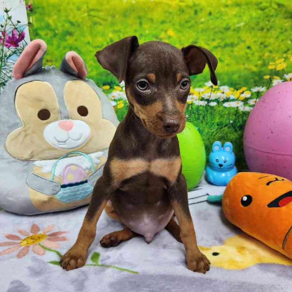 Male Min Pin Puppy for Sale in Virginia Beach, VA