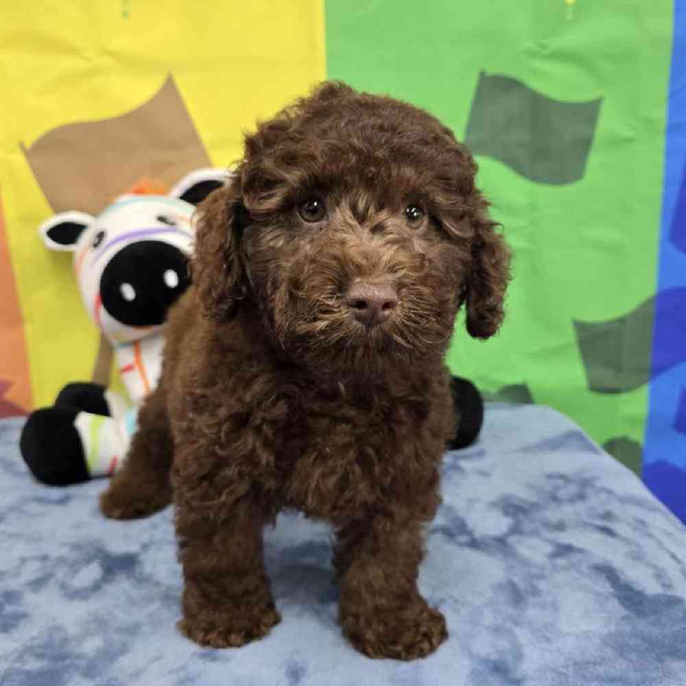 Male Poodle Puppy for Sale in Virginia Beach, VA