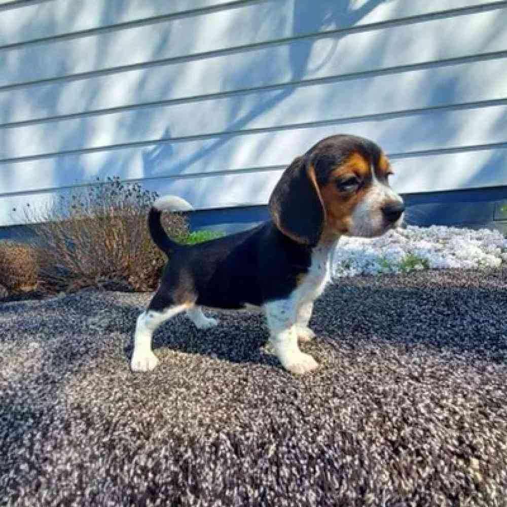 Female Beagle Puppy for Sale in Virginia Beach, VA