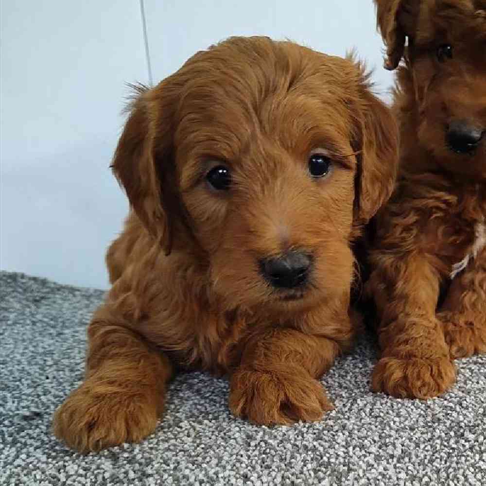 Female Mini Goldendoodle Puppy for sale