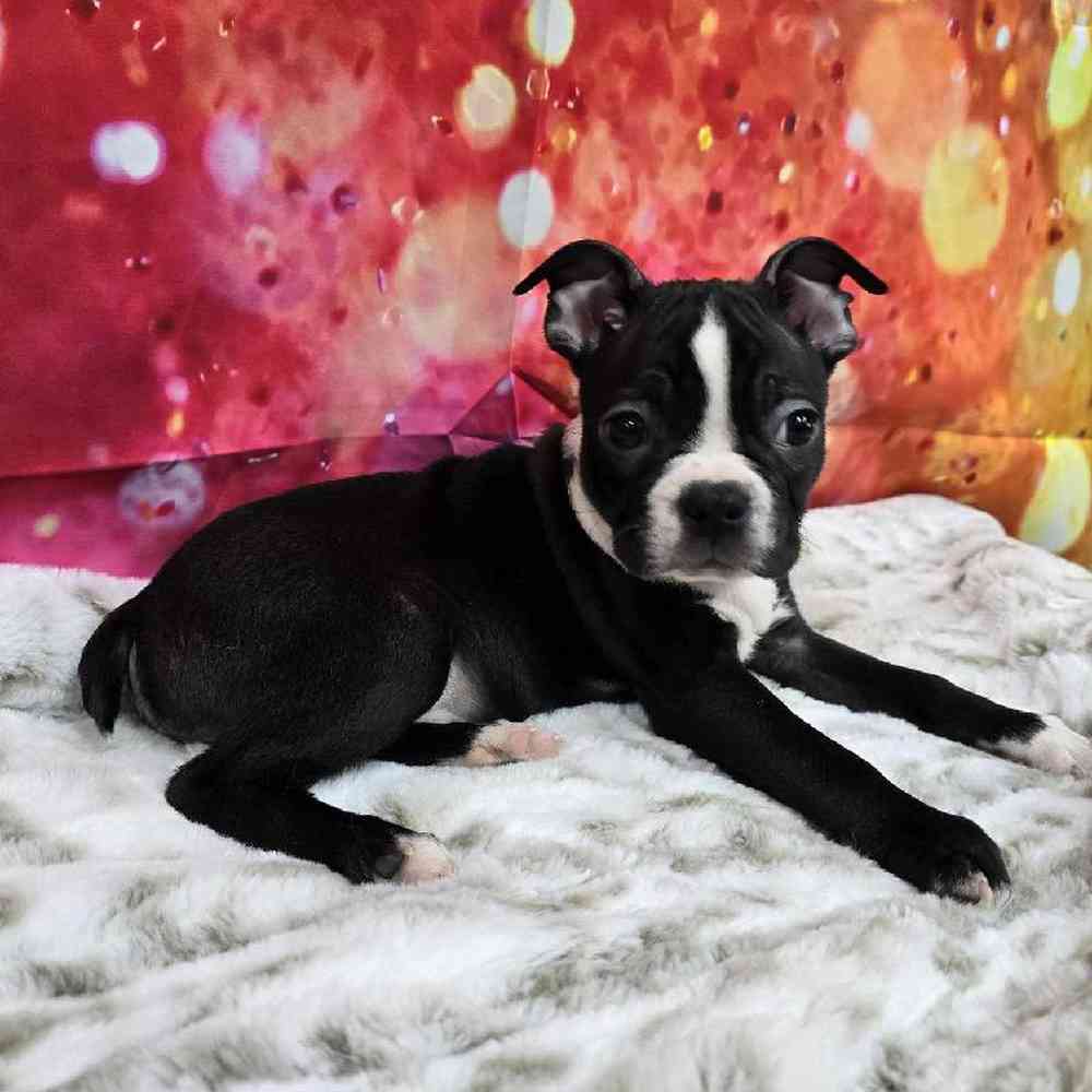 Male Boston Terrier Puppy for Sale in Virginia Beach, VA