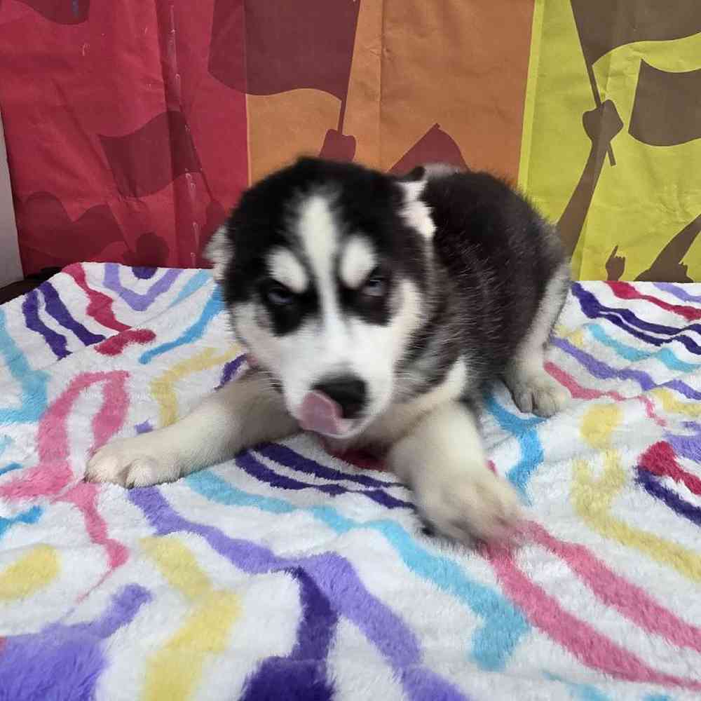 Male Siberian Husky Puppy for Sale in Virginia Beach, VA
