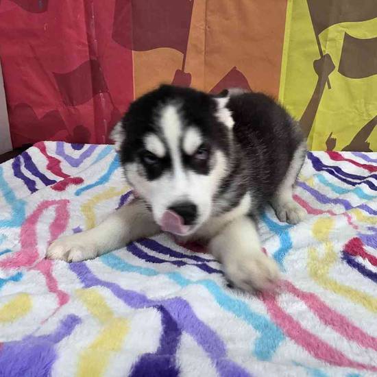 Siberian Husky