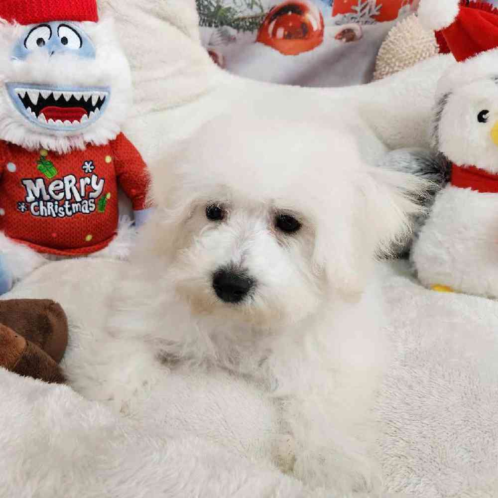 Male Bichon Puppy for Sale in Virginia Beach, VA