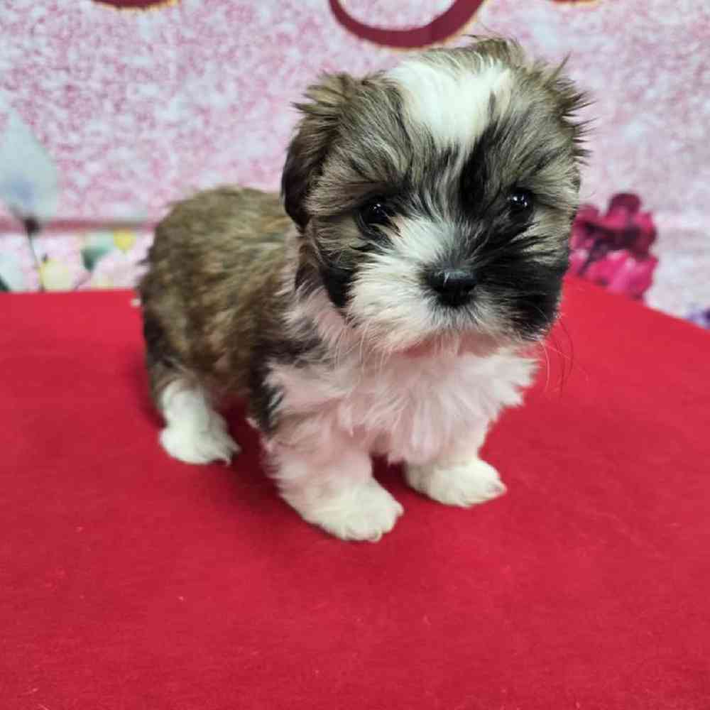 Female Shih Tzu Puppy for Sale in Virginia Beach, VA