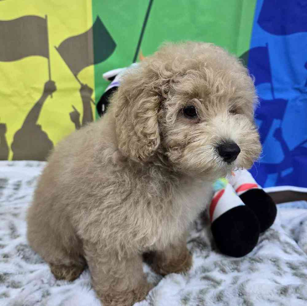 Male Mini Poodle Puppy for Sale in Virginia Beach, VA