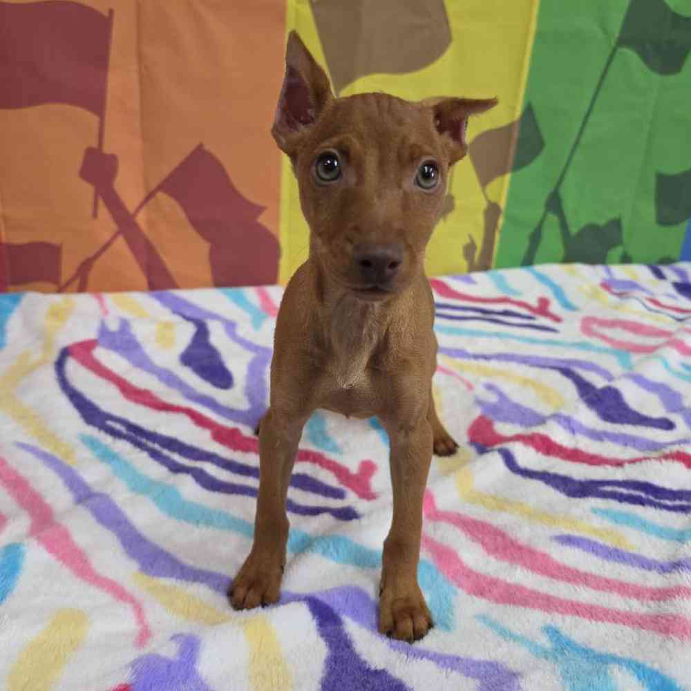 carousel pet images