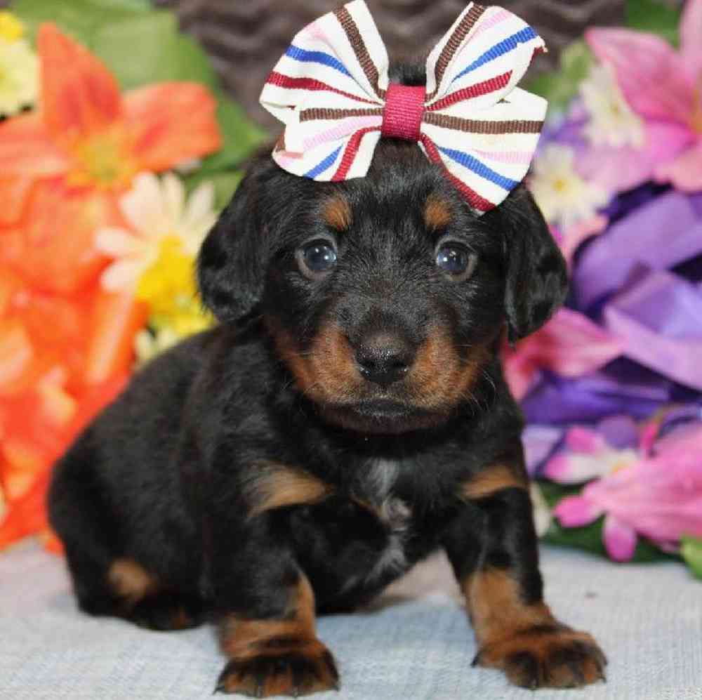 Female Dachshund Puppy for Sale in Virginia Beach, VA