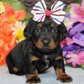 Dachshund