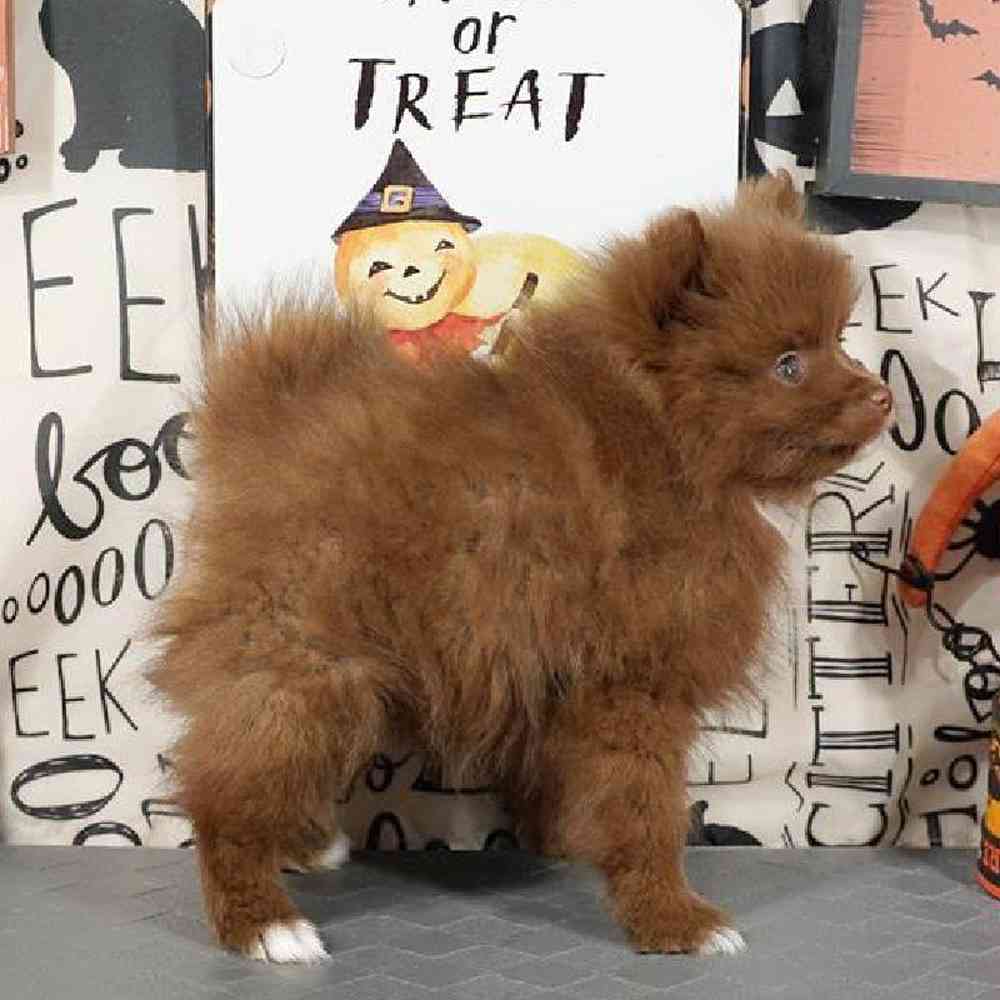 Male Pomeranian Puppy for Sale in Virginia Beach, VA