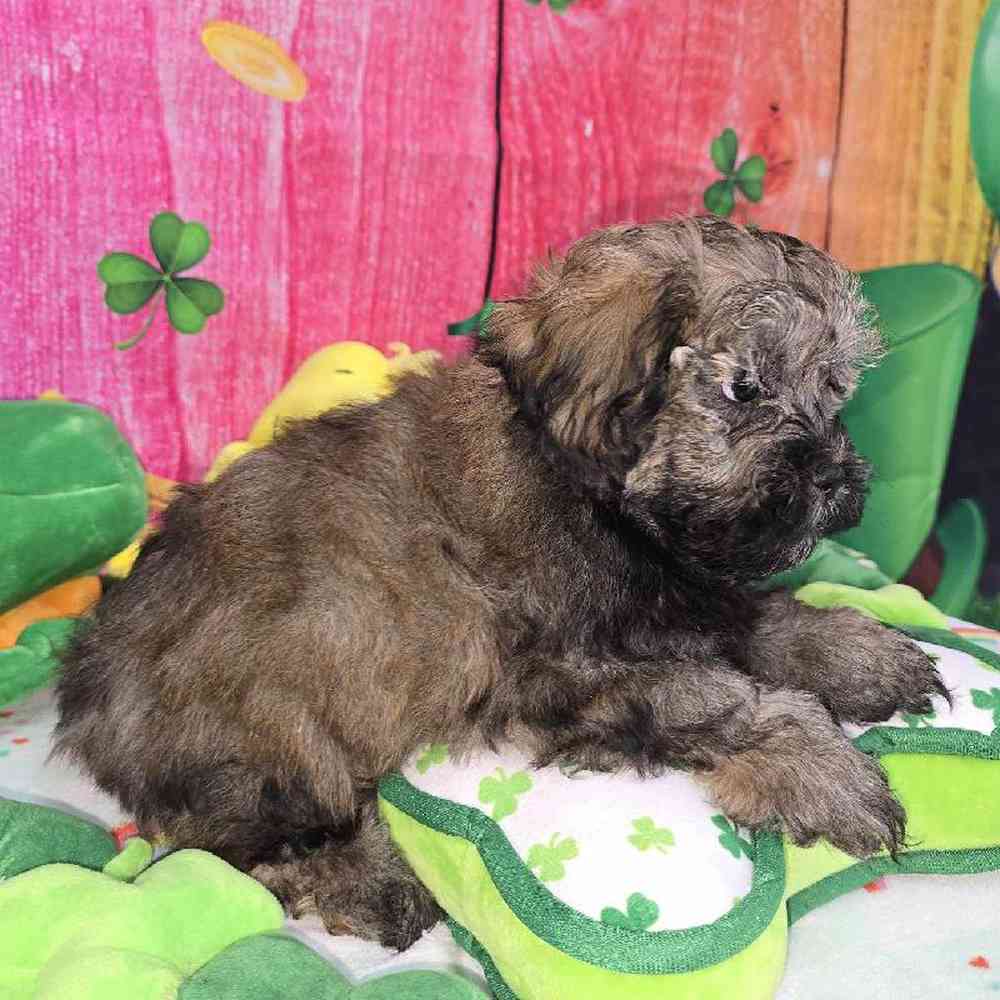 Male Shipoo Puppy for Sale in Virginia Beach, VA