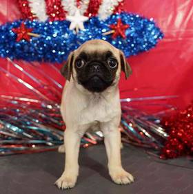 Pug