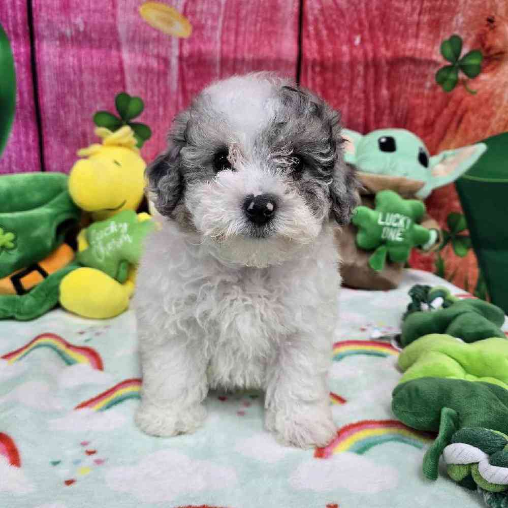 Female Maltipoo Puppy for Sale in Virginia Beach, VA