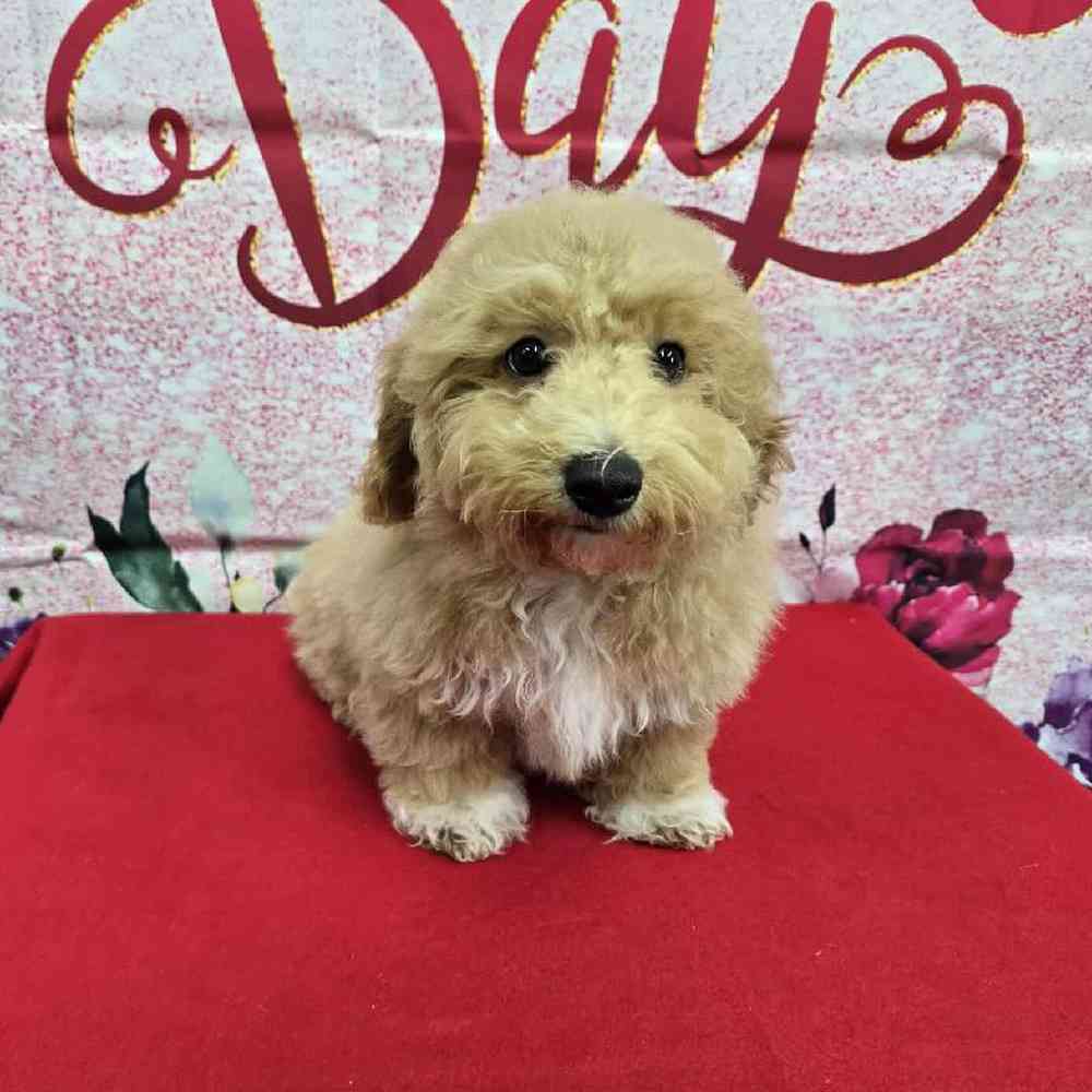 Male Bichonpoo Puppy for Sale in Virginia Beach, VA