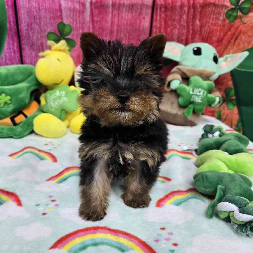 Male Yorkie Puppy for Sale in Virginia Beach, VA