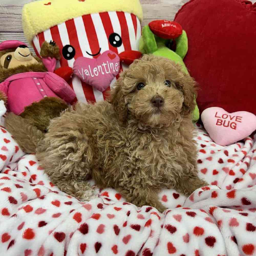 Male Maltipoo Puppy for Sale in Virginia Beach, VA