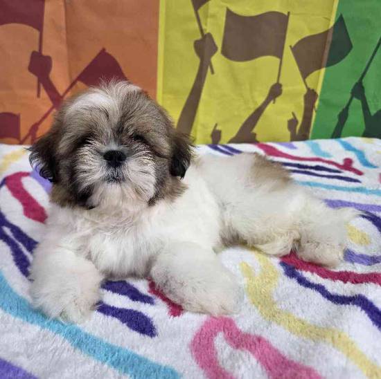 Shih Tzu