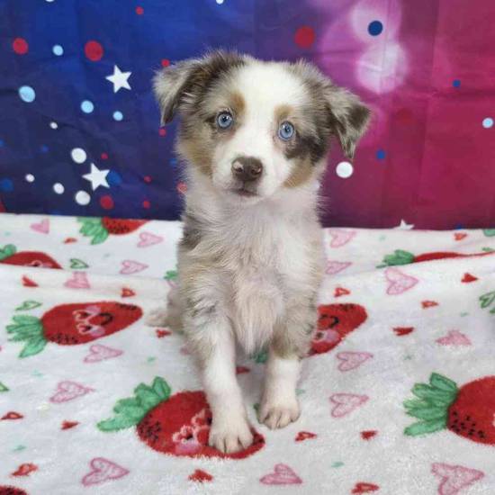 Mini Aussie