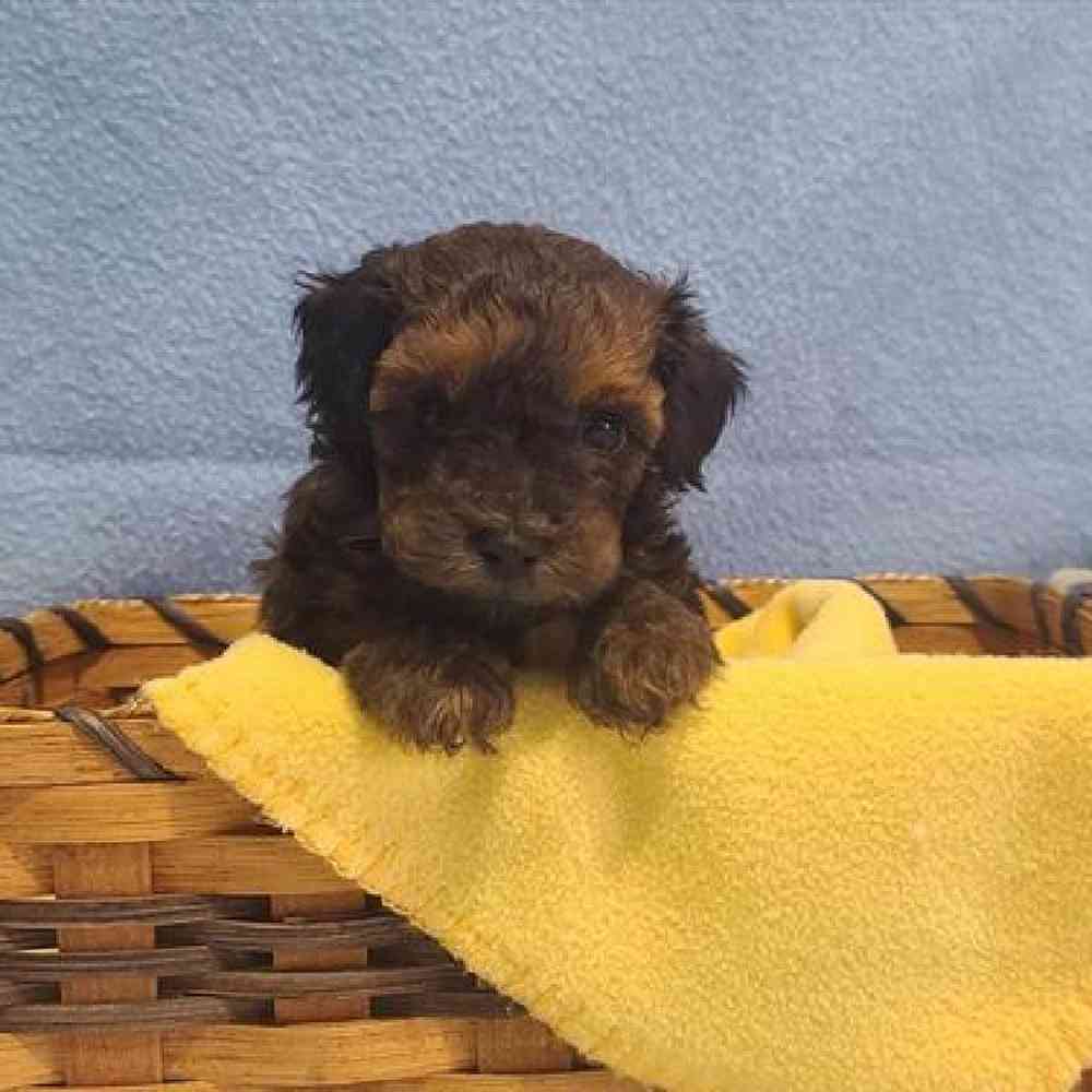Male Maltipoo Puppy for sale