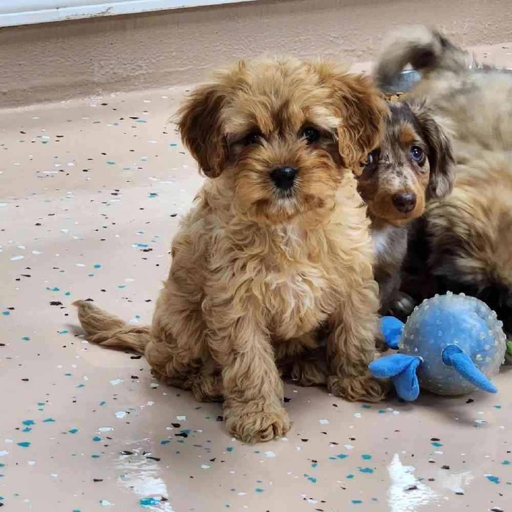 Female Cavapoo Puppy for Sale in Virginia Beach, VA