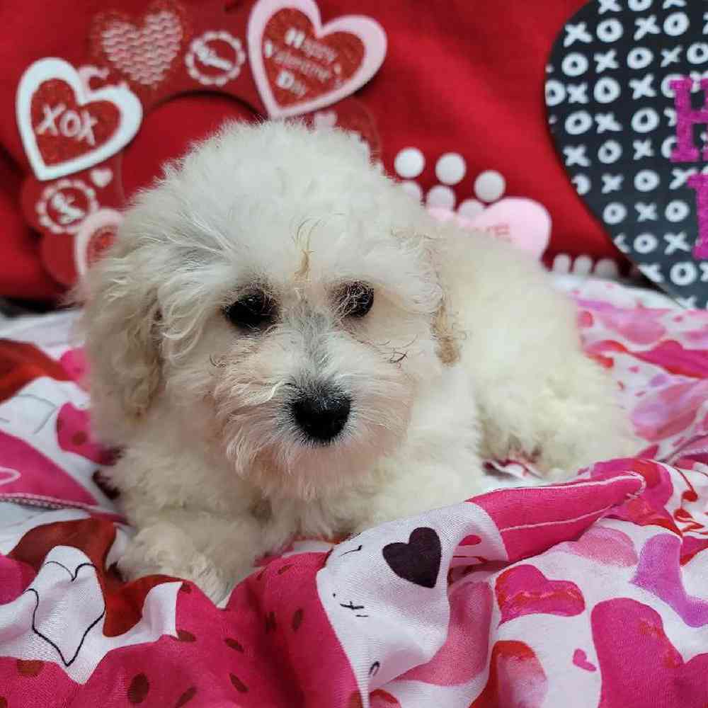 Female Mini Poodle Puppy for Sale in Virginia Beach, VA
